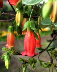 Image result for Kalanchoe manginii