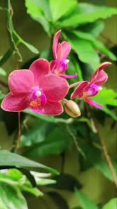 Image result for Astripomoea malvacea