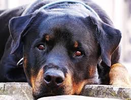 Top 10 Best Guard Dogs For Security The Mysterious World