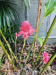 Image result for Etlingera elatior