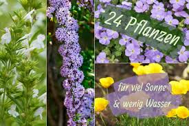 Wasser ist kostbar und teuer! 24 Pflanzen Fur Viel Sonne Wenig Wasser