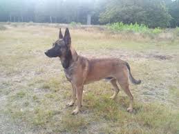 Pin By Stans Leander On Lovely Animals Malinois Belgian Malinois Dogs