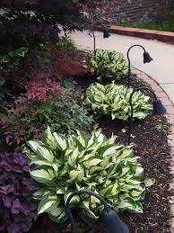 Susan S Hostas In Arkansas Day 3 Finegardening Backyard Hill Landscaping Front Lawn Landscaping Backyard Landscaping