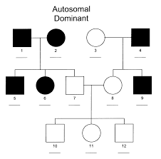 Autosomal Dominant Pedigree Google Search Search