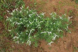 Image result for Heliotropium lineare