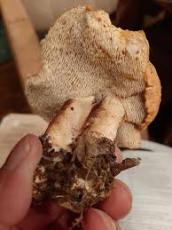 Image result for Dentinum repandum