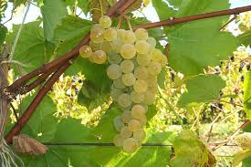 Red Dog Vineyard Grapevine Nursery Grape Research Grapes Grape Vines Vines