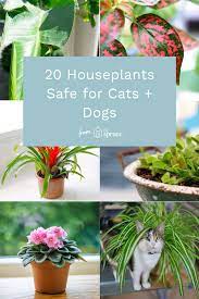 Pet Friendly Houseplants Safe For Cats And Dogs Houseplants Safe For Cats Cat Plants Cat Safe Plants