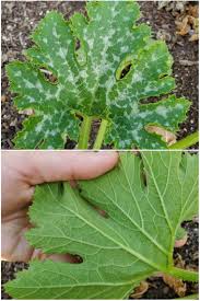 Each leaf has small hairs, which would give the white area a more powdery look. At4mjqi4qi6nxm