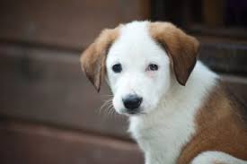 Puppies come with utd worming and shots, microchip, health, hip and elbow guarantee, ukc registration and veterinary health certificate. Border Collie Lab Mix Borador What You Need To Know Bordercolliehealth