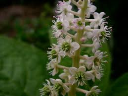 Image result for Phytolaccaceae