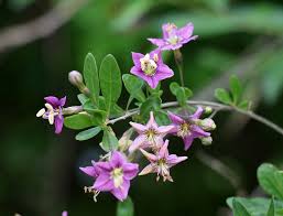 Image result for Lycium mascarenense