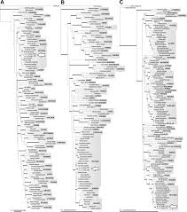 Image result for Oreophyton falcatum