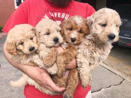Maybe you would like to learn more about one of these? Goldendoodle Puppies Indiana For Sale The Y Guide
