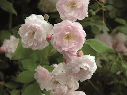 Le peonie sono fiori raffinati e preziosi simili alle rose ma senza spine: Fiori Simili Alle Rose Nome