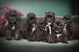 They were originally used for general farm work including cattle droving, sheep herding, and cart pulling, and nowadays as guard dogs and police dogs, as well as being kept as pets. Bouvier Des Flandres Home Facebook