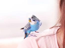 We did not find results for: Spiel Und Spass Fur Wellensittiche Zooroyal Ratgeber