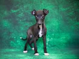 Check spelling or type a new query. Italian Greyhound Puppies Pet City Pet Shops