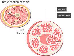 Skeletal Muscle Fiber Location And Arrangement