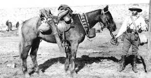 Australian Light Horse 1914 1918 Horses War Horse Brumby Horse
