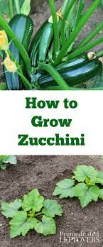 How To Grow Zucchini Tips On How To Start Zucchini Seeds How To Transplant Zucchini Seedlings And How To Care For Growing Zucchini Zucchini Plants Zucchini