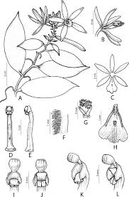 Image result for Polystachya cribbiana