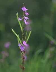 Image result for Tephrosia aequilata