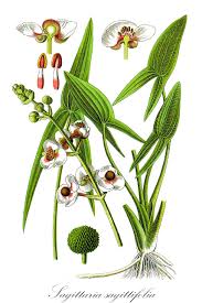 Image result for Alismataceae