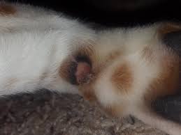 Carpal tunnel syndrome is a nerve disorder of the wrist. My Dog Has A Scrap On Her Carpal Pad And Some Skin Paw Pad Is Hanging Off Is This Something I Can Treat At Home Or Do I Need To Take Petcoach