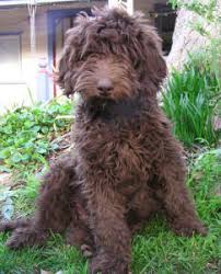 Looking for the city pages archives? Valley View Dog Breeders Customer Testimonials