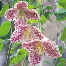 We did not find results for: Clematis Freckles Evergreen No Pruning Early Flowering Clematis Cirrhosa Clematis Plants Clematis Flower