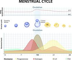 Acupuncture Painful Menstruation Relief Finding