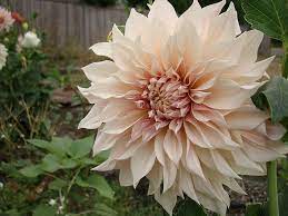 Dahlia Cafe Au Lait Dahlias Garden Cafe Au Lait Dahlia Flower Centerpieces Wedding