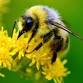 Beekeeping for Beginners