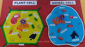 We did not find results for: Plant Cell Model Using Waste Materials At Home Diy At Home Craftpiller Youtube