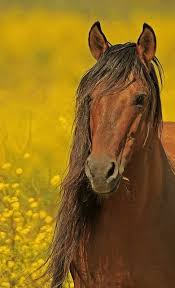 Chompingatthebit Mustang Stallion By Ridiculously Gorgeous Equines Horses Pretty Horses Animals