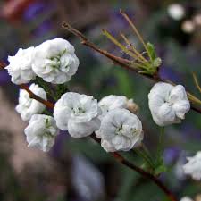Image result for Spiraea prunifolia