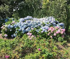 I planted several astilbe's about two months ago in my backyard which is pretty heavy shade, but in a spot where the sun does come through for a little while each day. Shade Loving Plants Shrubs Nick S Garden Center Nursery Denver Co