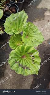 Image result for Nervilia