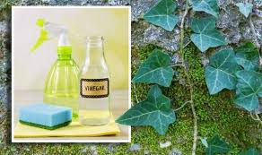 A broad spectrum herbicide should be sprayed all over the area to get rid of the problem. How To Kill Ivy Naturally 3 Easy Ways Express Co Uk