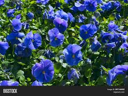 Blue Violets On Meadow Image & Photo (Free Trial) | Bigstock