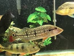Peacock bass can live for several years. Temensis Peacock Bass 250 Monsterfishkeepers Com