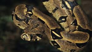 common facts on the red tailed boa constrictor animals