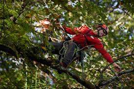 How to become a certified arborist. How To Become A Certified Arborist In Massachusetts