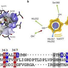 A melanina é um pigmento natural que dá cor à pele. Structural Aspects Of Htyr And Mtyr A Thiamidol Beiersdorf Ag Download Scientific Diagram