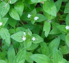 Image result for Richardia scabra