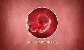 Pemeriksaan ultrasonografi untuk melihat bayi, memeriksa detak jantung bayi. Perkembangan Janin 7 Minggu Kehamilan Perubahan Ibu Bayi
