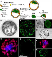 We did not find results for: Tight Junction Biogenesis During Early Development Sciencedirect