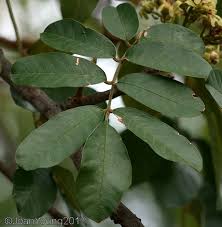 Image result for Trichilia emetica