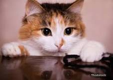 Image result